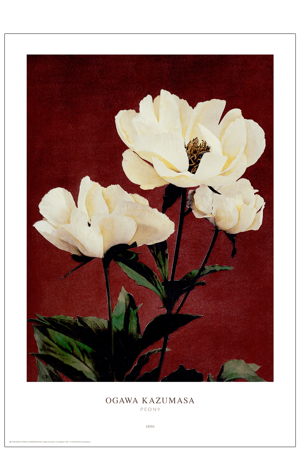 Ogawa Kazumasa - Peony - Posters - Permild & Rosengreen