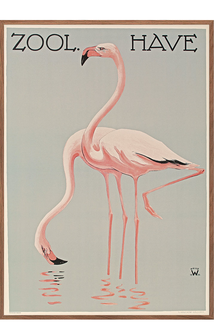 Zoo med flamingoer | plakat