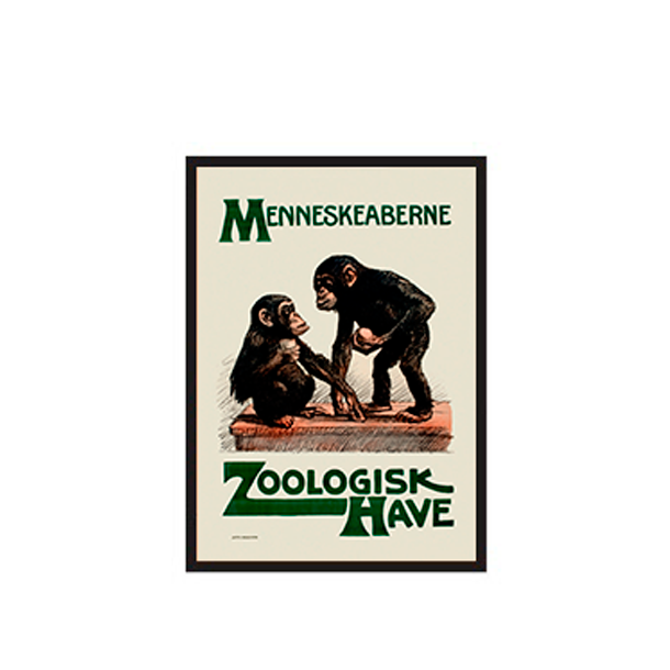 Z 31. - Zoo, Die Menschenaffen / Zoo 30