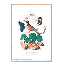 Hummingbird. Anna Blackburne