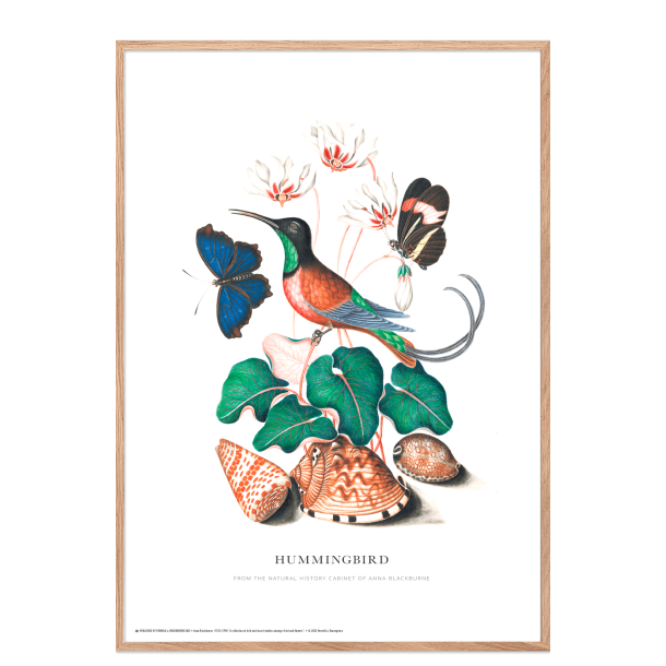 Hummingbird. Anna Blackburne