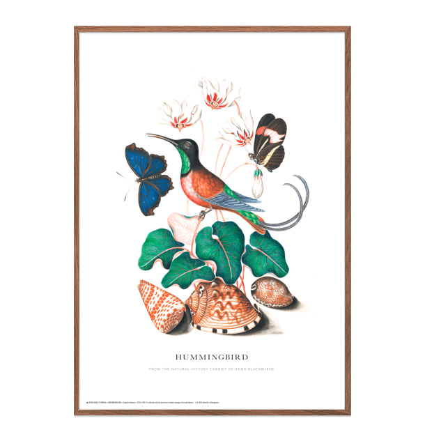 Hummingbird. Anna Blackburne