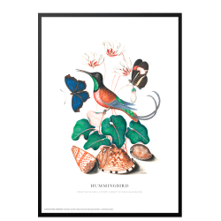 Hummingbird. Anna Blackburne