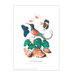 Hummingbird. Anna Blackburne