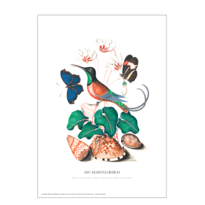 Kolibri. Anna Blackburne