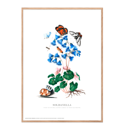 Soldanella. Anna Blackburne