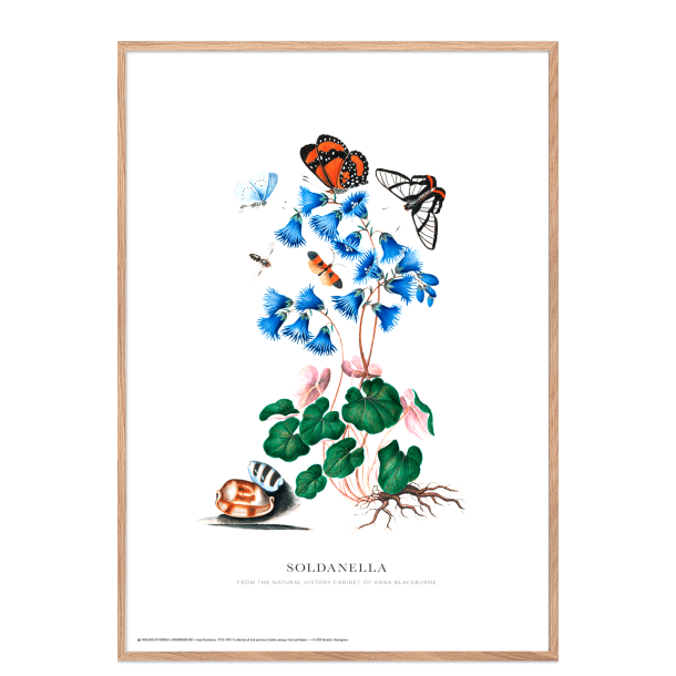 Soldanella. Anna Blackburne