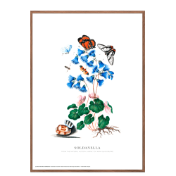 Soldanella. Anna Blackburne