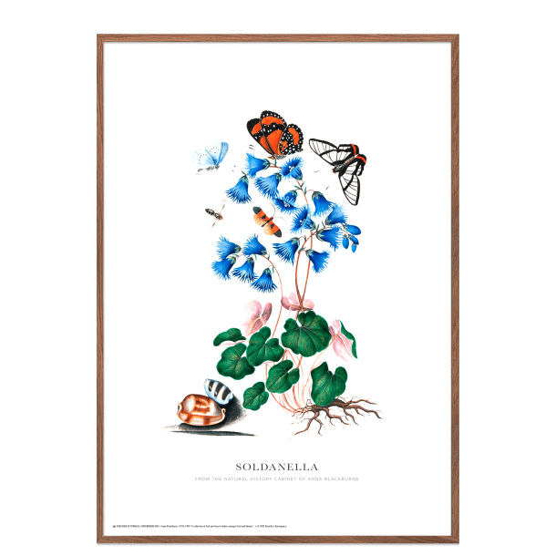 Soldanella. Anna Blackburne