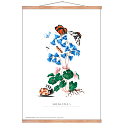 Soldanella. Anna Blackburne