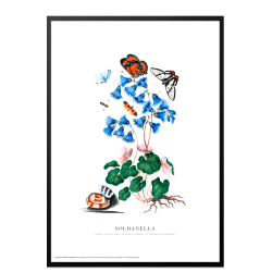 Soldanella. Anna Blackburne