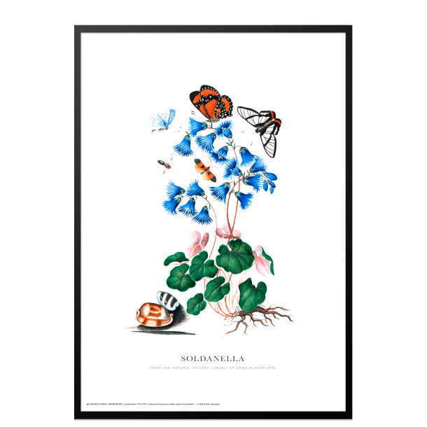 Soldanella. Anna Blackburne