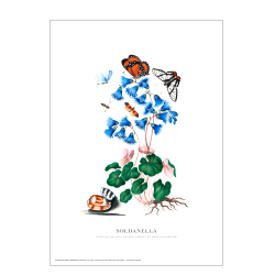 Soldanella. Anna Blackburne
