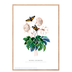 Wood anemone. Anna Blackburne