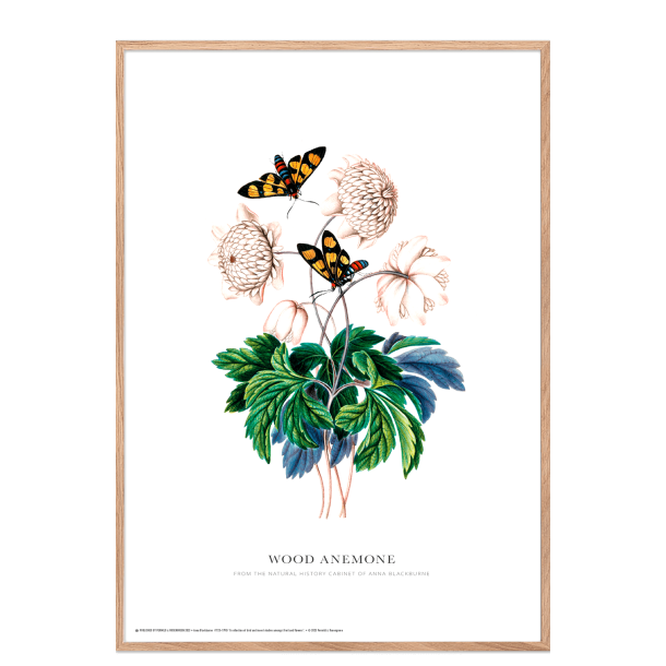 Wood anemone. Anna Blackburne