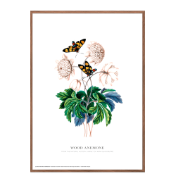 Wood anemone. Anna Blackburne