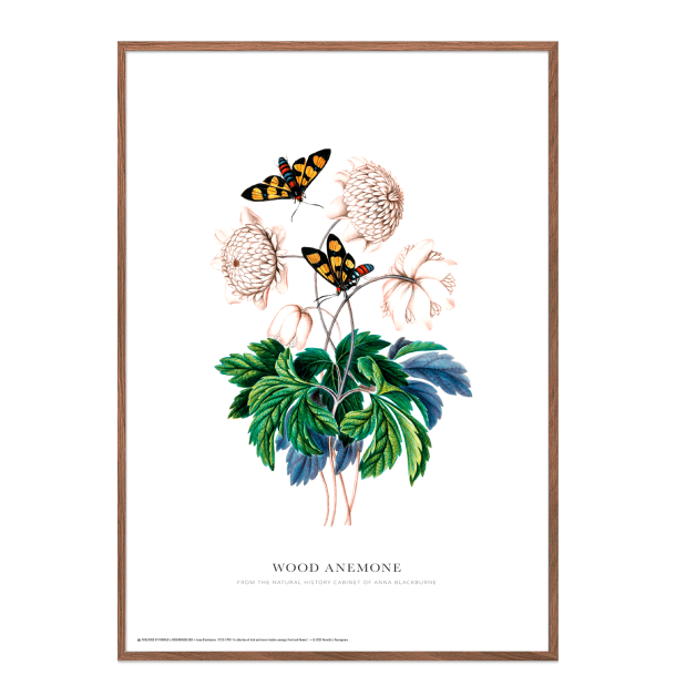 Wood anemone. Anna Blackburne