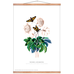 Wood anemone. Anna Blackburne