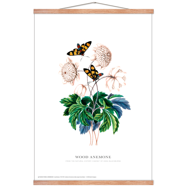 Wood anemone. Anna Blackburne