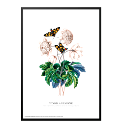 Wood anemone. Anna Blackburne