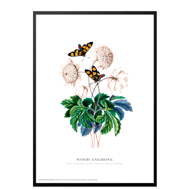 Wood anemone. Anna Blackburne