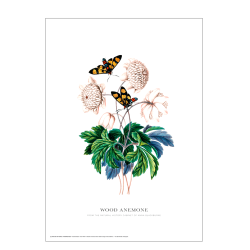 Wood anemone. Anna Blackburne