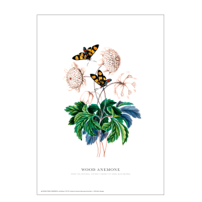 Buschwindrschen. Anna Blackburne