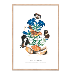 Red Avadavat. Anna Blackburne