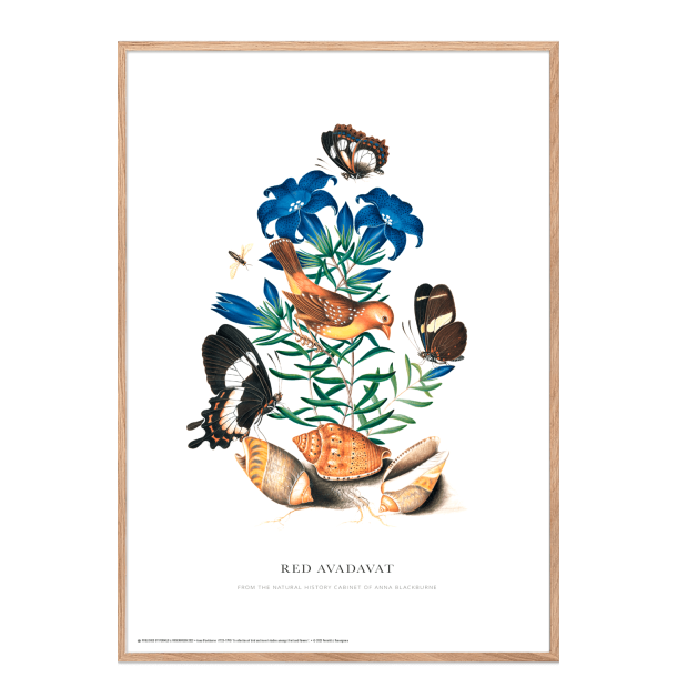 Red Avadavat. Anna Blackburne