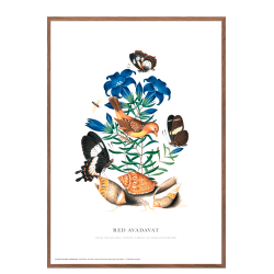 Red Avadavat. Anna Blackburne