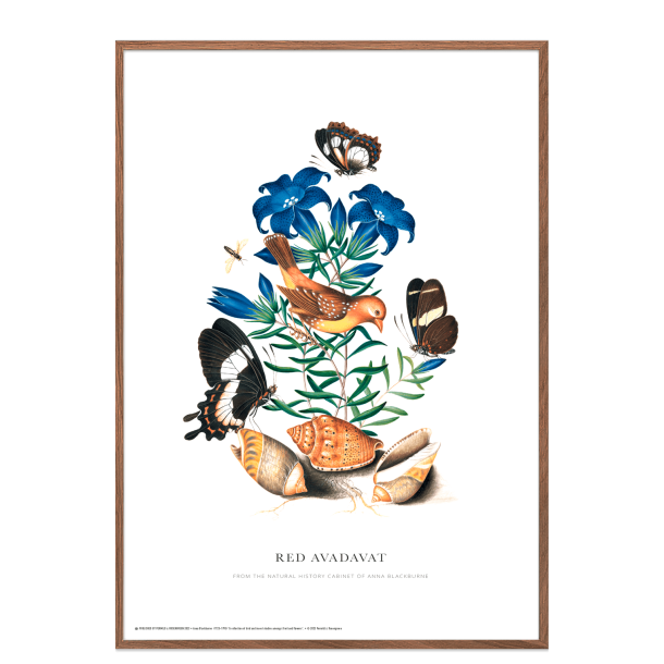 Red Avadavat. Anna Blackburne