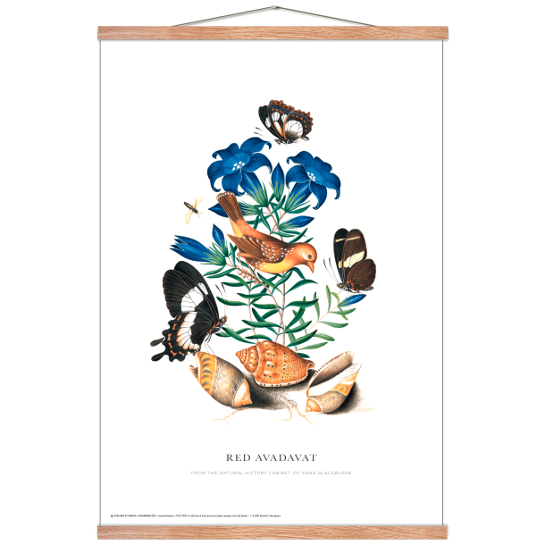 Red Avadavat. Anna Blackburne