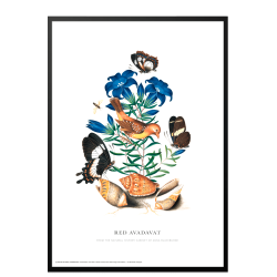 Red Avadavat. Anna Blackburne