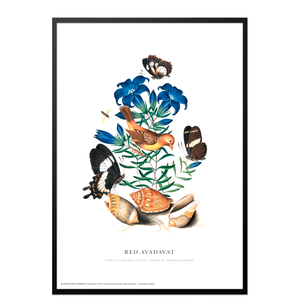 Red Avadavat. Anna Blackburne