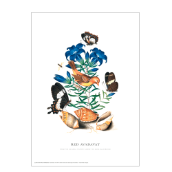 Red Avadavat. Anna Blackburne