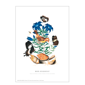 Red Avadavat. Anna Blackburne