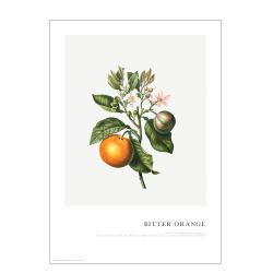 Plakat. Orangefarbener Zweig