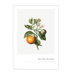 Plakat. Orangegren