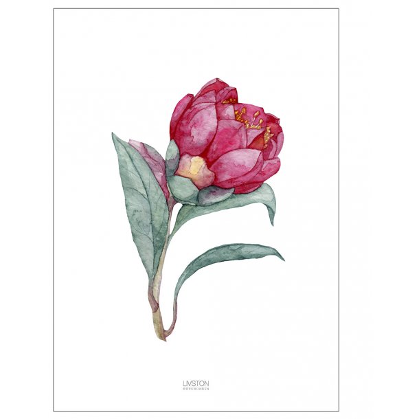 Rosa Blume - Blumenposter
