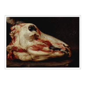 Bosell, Gehuteter Kopf eines Jungbullen