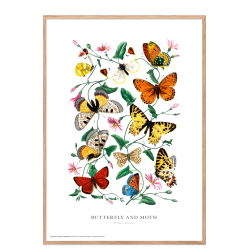 Butterfly and moth. Vintage plakat