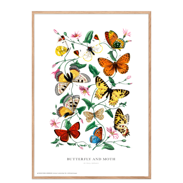 Butterfly and moth. Vintage plakat