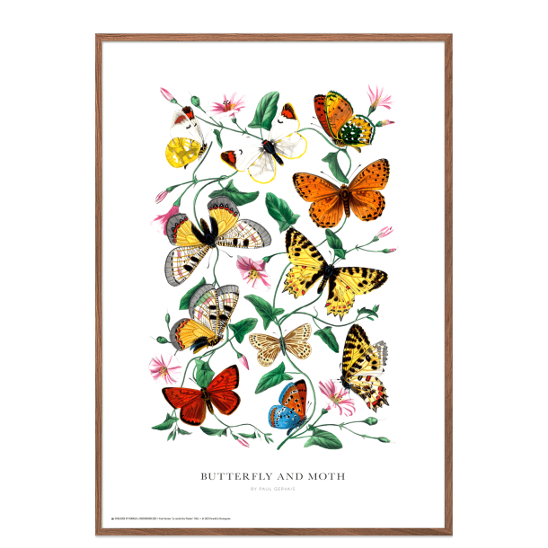 Butterfly and moth. Vintage plakat