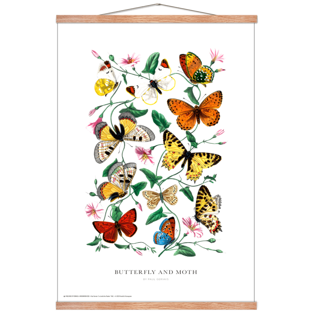 Butterfly and moth. Vintage plakat