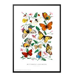 Butterfly and moth. Vintage plakat