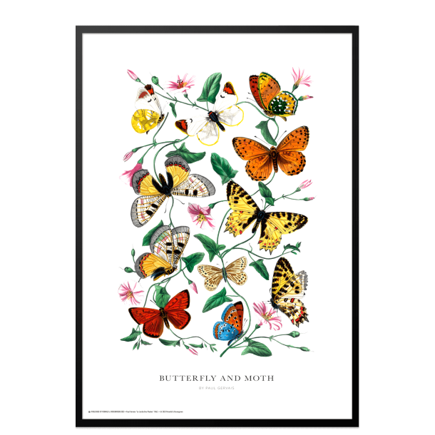 Butterfly and moth. Vintage plakat