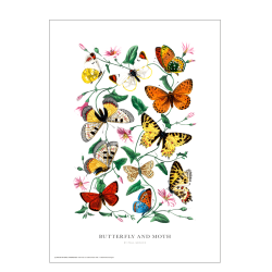 Butterfly and moth. Vintage plakat