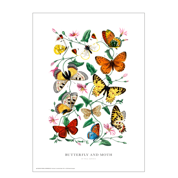 Butterfly and moth. Vintage poster