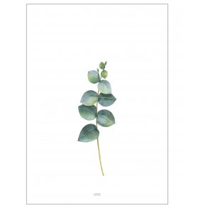 Eucalyptus blomsterplakat