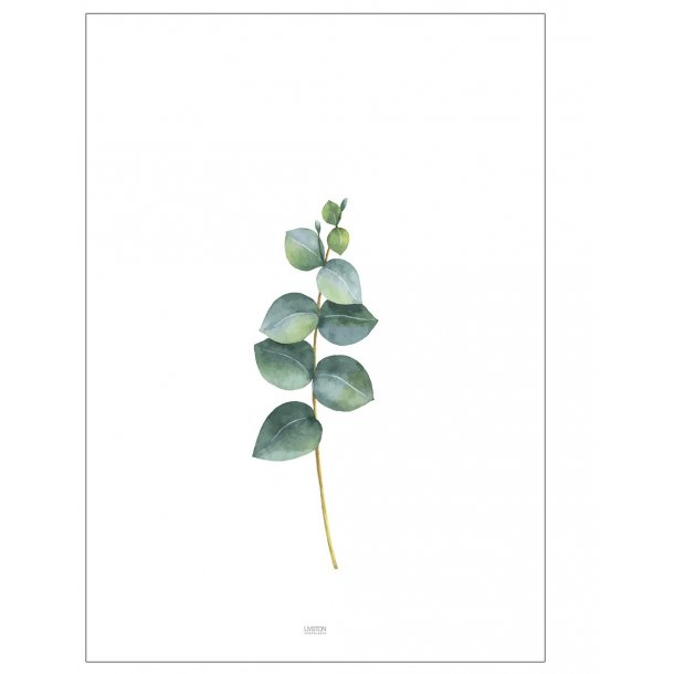 Eucalyptus floral poster